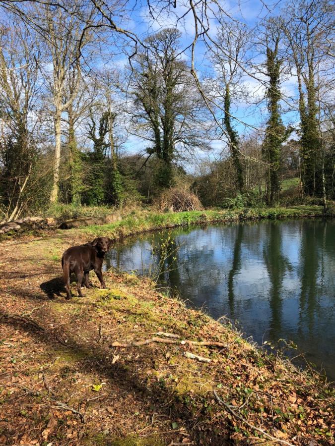 Red River Stables - Peaceful, Beautiful Grounds, Swimming Pool, Central Location For West Cornwall Camborne Esterno foto